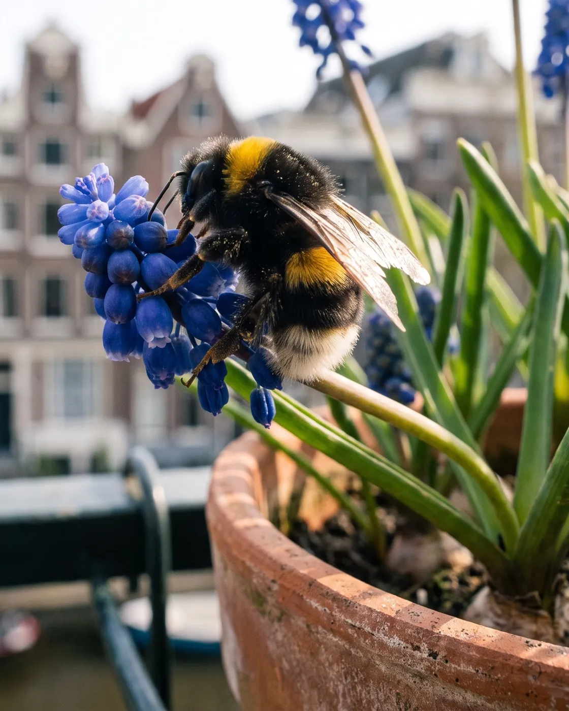 Bumblebee