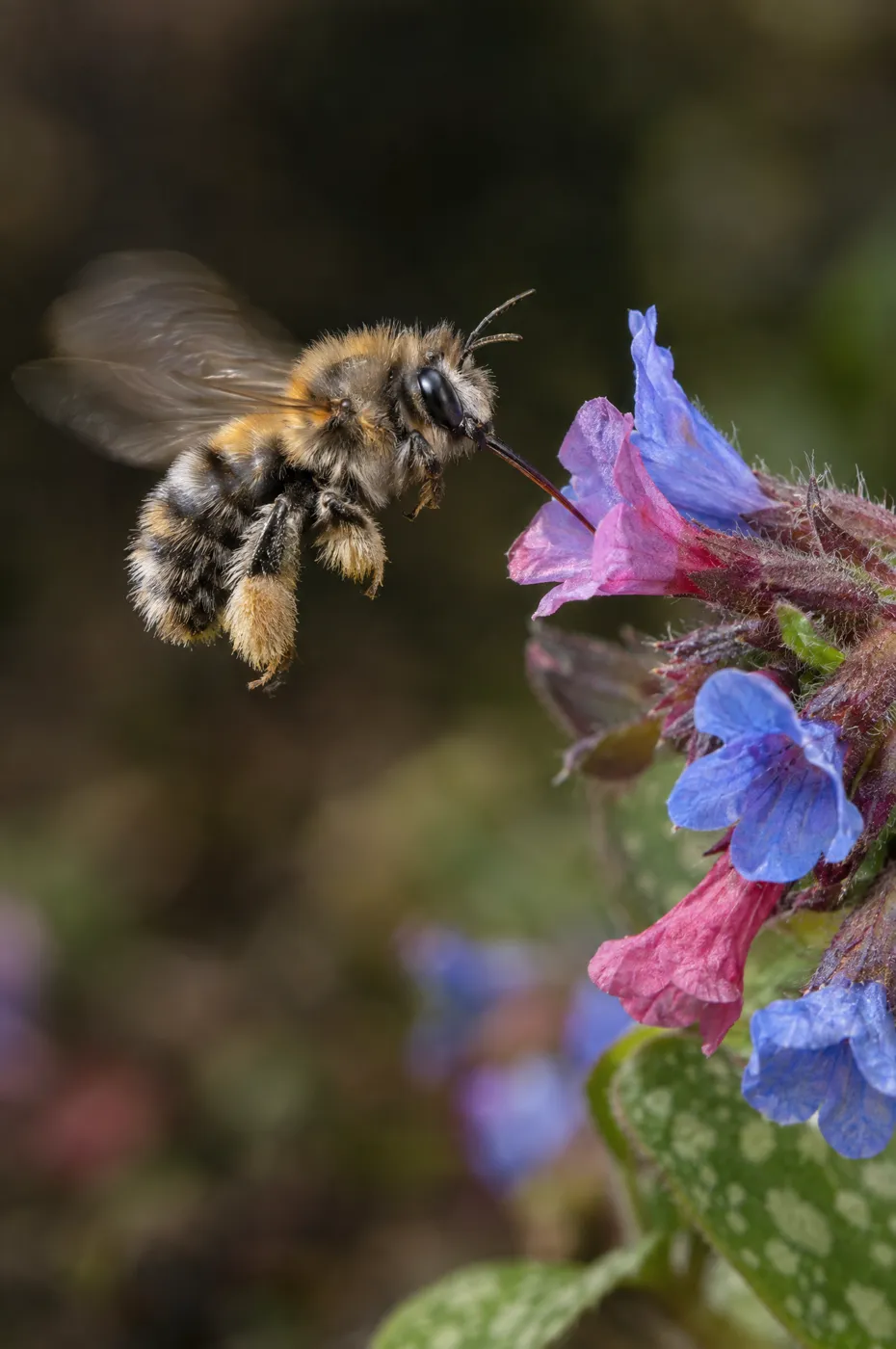 Hairy-footed flower bee hovering at lungwort flowers