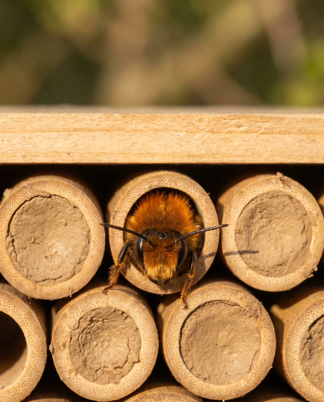 Mason bee